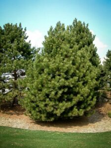 Сосна Чёрная (Pinus Nigra) купить по цене от 270.00р. в интернет-магазине «Посадика» с доставкой почтой в в Темникове и по всей России – [изображение №1].