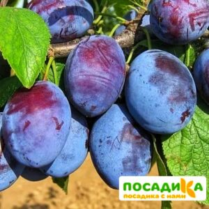 Слива Чачакская ранняя купить по цене от 229.00р. в интернет-магазине «Посадика» с доставкой почтой в в Темникове и по всей России – [изображение №1].