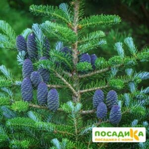 Пихта корейская (Abies koreana) купить по цене от 450.00р. в интернет-магазине «Посадика» с доставкой почтой в в Темникове и по всей России – [изображение №1].