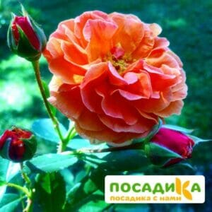 Роза Арабия купить по цене от 350.00р. в интернет-магазине «Посадика» с доставкой почтой в в Темникове и по всей России – [изображение №1].