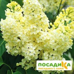 Сирень Примроуз (Primrose) купить по цене от 529.00р. в интернет-магазине «Посадика» с доставкой почтой в в Темникове и по всей России – [изображение №1].