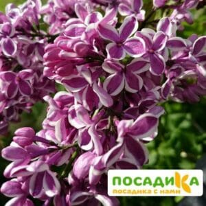 Сирень Сенсация купить по цене от 529.00р. в интернет-магазине «Посадика» с доставкой почтой в в Темникове и по всей России – [изображение №1].