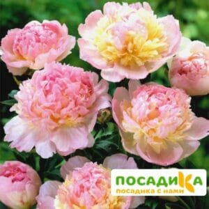 Пион Распберри Сандей (Paeonia Raspberry Sundae) купить по цене от 959р. в интернет-магазине «Посадика» с доставкой почтой в в Темникове и по всей России – [изображение №1].