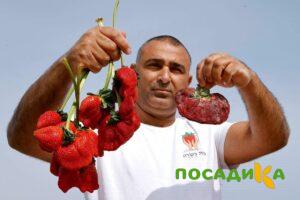 Клубника Гигант Джорнея купить по цене от 266р. в интернет-магазине «Посадика» с доставкой почтой в в Темникове и по всей России – [изображение №1].