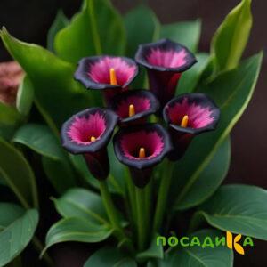Калла Аура Лейс купить по цене от 400р. в интернет-магазине «Посадика» с доставкой почтой в в Темникове и по всей России – [изображение №1].
