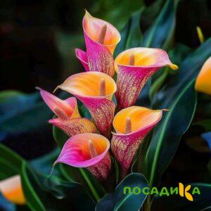 Калла Оникс купить по цене от 450р. в интернет-магазине «Посадика» с доставкой почтой в в Темникове и по всей России – [изображение №1].