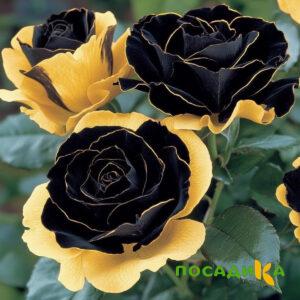 Роза Ханни Сикл купить по цене от 700р. в интернет-магазине «Посадика» с доставкой почтой в в Темникове и по всей России – [изображение №1].