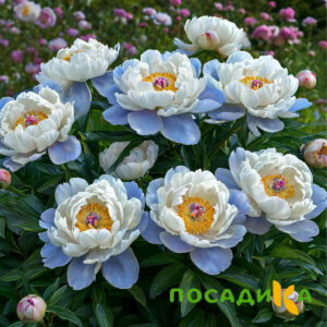 Пион акварельный Этюд купить по цене от 806р. в интернет-магазине «Посадика» с доставкой почтой в в Темникове и по всей России – [изображение №1].
