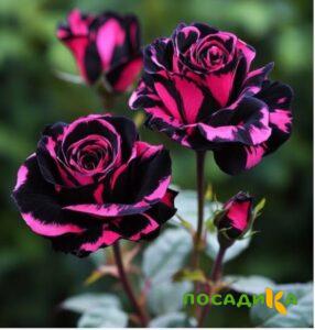 Роза Багровый Шепот купить по цене от 366р. в интернет-магазине «Посадика» с доставкой почтой в в Темникове и по всей России – [изображение №1].