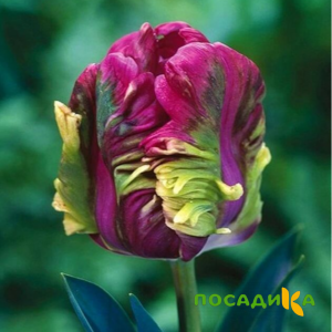 Тюльпан Экзотик Хэвен купить по цене от 186р. в интернет-магазине «Посадика» с доставкой почтой в в Темникове и по всей России – [изображение №1].