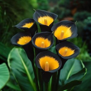 Калла Легато купить по цене от 620р. в интернет-магазине «Посадика» с доставкой почтой в в Темникове и по всей России – [изображение №1].