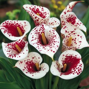 Калла Эмпайр купить по цене от 302р. в интернет-магазине «Посадика» с доставкой почтой в в Темникове и по всей России – [изображение №1].