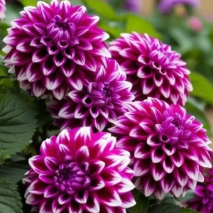 Георгин Кристал Корт купить по цене от 602р. в интернет-магазине «Посадика» с доставкой почтой в в Темникове и по всей России – [изображение №1].