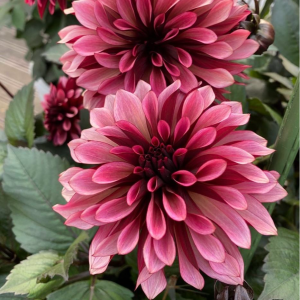 Георгин Перли Сансет купить по цене от 309р. в интернет-магазине «Посадика» с доставкой почтой в в Темникове и по всей России – [изображение №1].