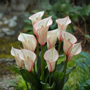 Калла Глейшер купить по цене от 299р. в интернет-магазине «Посадика» с доставкой почтой в в Темникове и по всей России – [изображение №1].