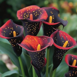 Калла Нуар купить по цене от 299р. в интернет-магазине «Посадика» с доставкой почтой в в Темникове и по всей России – [изображение №1].