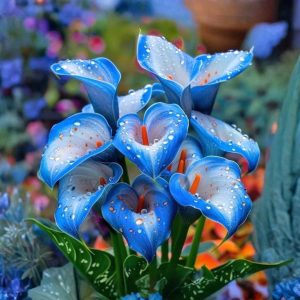 Калла Портрейт купить по цене от 292р. в интернет-магазине «Посадика» с доставкой почтой в в Темникове и по всей России – [изображение №1].