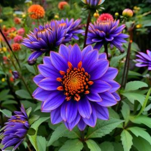 Георгин Лазурит купить по цене от 799р. в интернет-магазине «Посадика» с доставкой почтой в в Темникове и по всей России – [изображение №1].