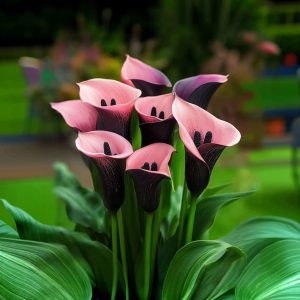 Калла Энигма купить по цене от 291р. в интернет-магазине «Посадика» с доставкой почтой в в Темникове и по всей России – [изображение №1].