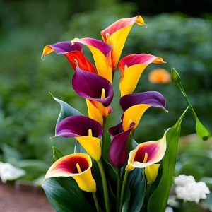 Калла Кристалл купить по цене от 450р. в интернет-магазине «Посадика» с доставкой почтой в в Темникове и по всей России – [изображение №1].