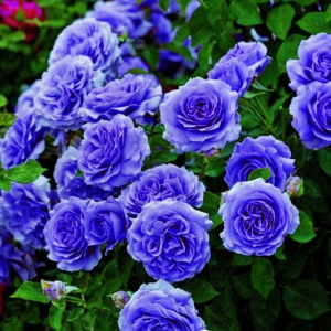 Роза Блю Мун купить по цене от 450р. в интернет-магазине «Посадика» с доставкой почтой в в Темникове и по всей России – [изображение №1].