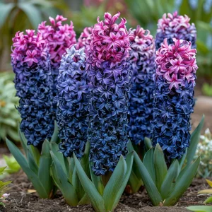 Гиацинт Блю Спринг купить по цене от 2099р. в интернет-магазине «Посадика» с доставкой почтой в в Темникове и по всей России – [изображение №1].