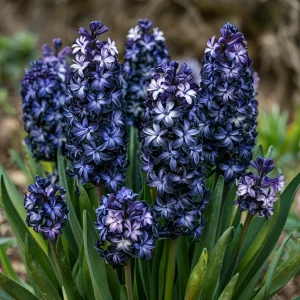 Гиацинт Блум Клауд купить по цене от 2099р. в интернет-магазине «Посадика» с доставкой почтой в в Темникове и по всей России – [изображение №1].