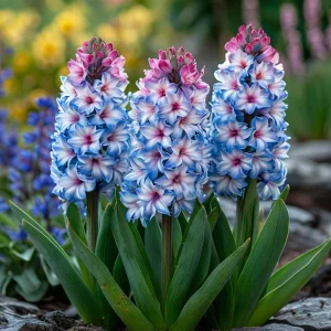 Гиацинт Пинк Мари купить по цене от 2099р. в интернет-магазине «Посадика» с доставкой почтой в в Темникове и по всей России – [изображение №1].