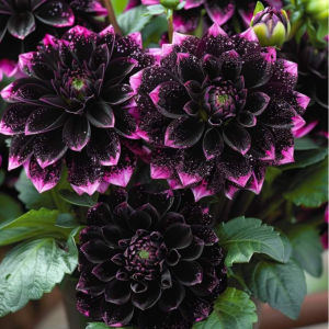 Георгин Лаванда Лейс купить по цене от 679р. в интернет-магазине «Посадика» с доставкой почтой в в Темникове и по всей России – [изображение №1].