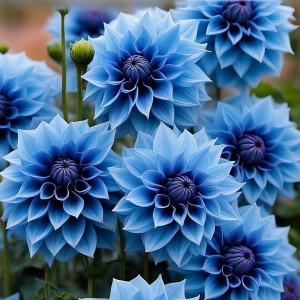 Георгин Вижапе купить по цене от 699р. в интернет-магазине «Посадика» с доставкой почтой в в Темникове и по всей России – [изображение №1].