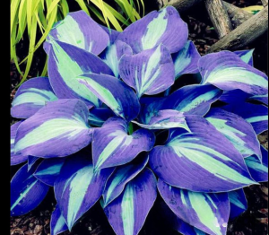 Хоста Аурелия купить по цене от 450р. в интернет-магазине «Посадика» с доставкой почтой в в Темникове и по всей России – [изображение №1].