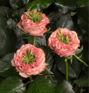 Роза Амбер Инчант купить по цене от 495р. в интернет-магазине «Посадика» с доставкой почтой в в Темникове и по всей России – [изображение №1].