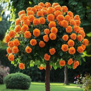 Роза Солнечный Шарм купить по цене от 349р. в интернет-магазине «Посадика» с доставкой почтой в в Темникове и по всей России – [изображение №1].