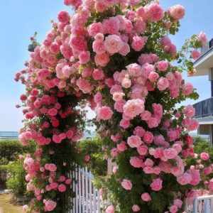 Роза Пастель Розе купить по цене от 605р. в интернет-магазине «Посадика» с доставкой почтой в в Темникове и по всей России – [изображение №1].