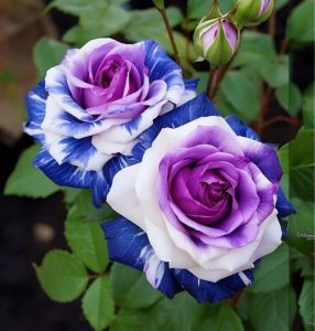 Роза Айвори Каскад купить по цене от 420р. в интернет-магазине «Посадика» с доставкой почтой в в Темникове и по всей России – [изображение №1].