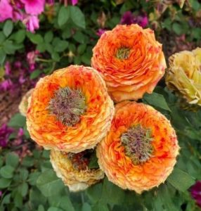 Роза Золотой Мираж купить по цене от 420р. в интернет-магазине «Посадика» с доставкой почтой в в Темникове и по всей России – [изображение №1].